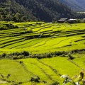 Rice field in Khamsum Yulley Namgyal Chorten