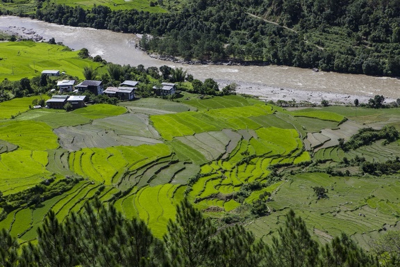 Rice field in Khamsum Yulley Namgyal Chorten
