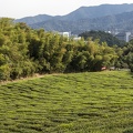 Tea plantation at ZUST