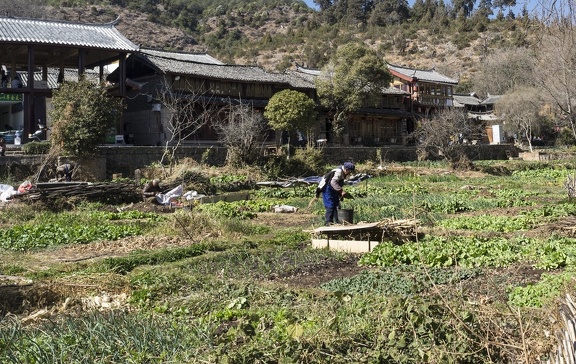 Naxi Woman working on farm