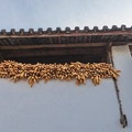 dried corn