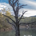 dead tree in the lake