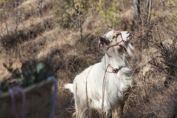 Naxi goat with sun glasses