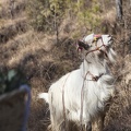Naxi goat with sun glasses