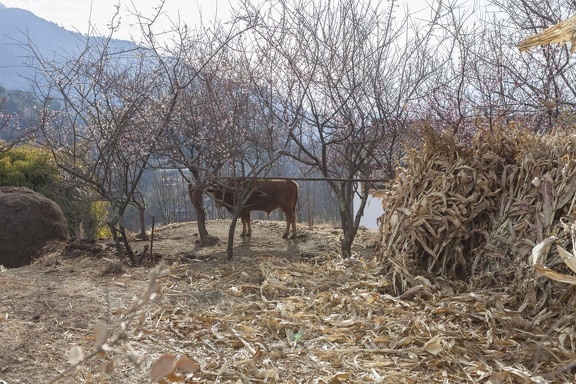 cow, corn and plum trees