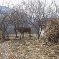 cow, corn and plum trees