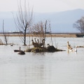 Ducks and geese in Lashi Lake