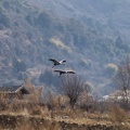 Cranes at Lashi Lake