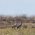 Cranes at Lashi Lake