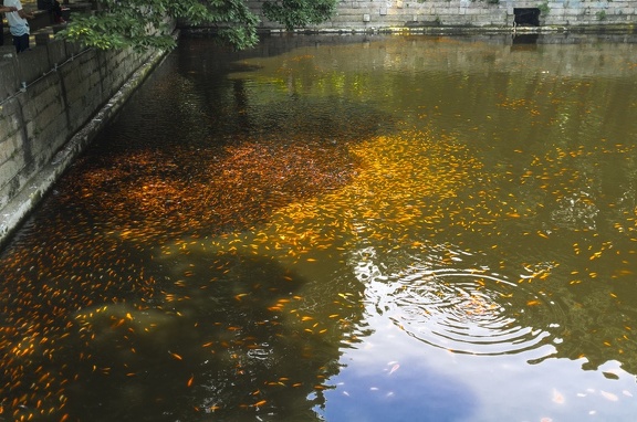 Pond with Goldfish at Mount Putuo (普陀山)