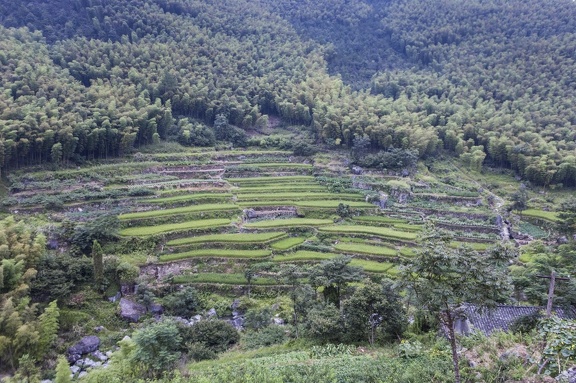 Terrace Rice Field in Kuocang Mountain