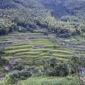 Terrace Rice Field in Kuocang Mountain