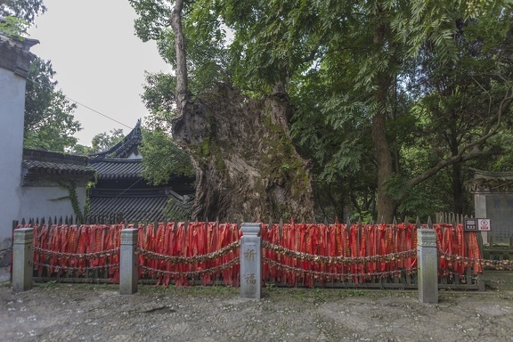 Campfer Treen in LinHai