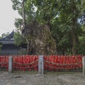 Campfer Treen in LinHai