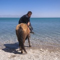 herder with horse (Ebinur Salt Lake)