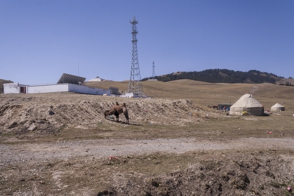 Nomad yurt with photovoltaic and camel