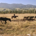 horse herders