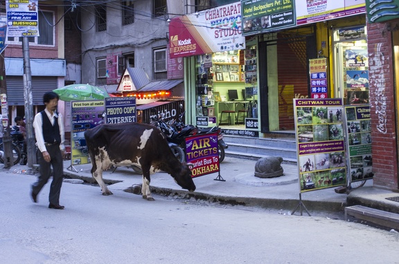 Cow in Kathmandu