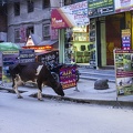 Cow in Kathmandu