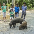 tame wild boars