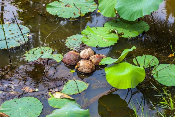 Lily Pond with Coco Nuts