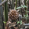 unknown Fruit on Pulau Ubin