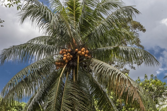 Coco Palm Trees on Pulau Ubin