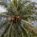 Coco Palm Trees on Pulau Ubin