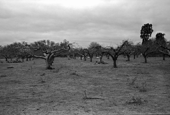 Apple Trees in Kent